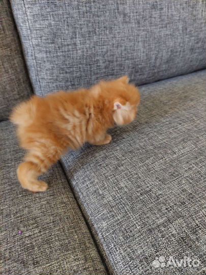 Котята породы Курильский бобтейл