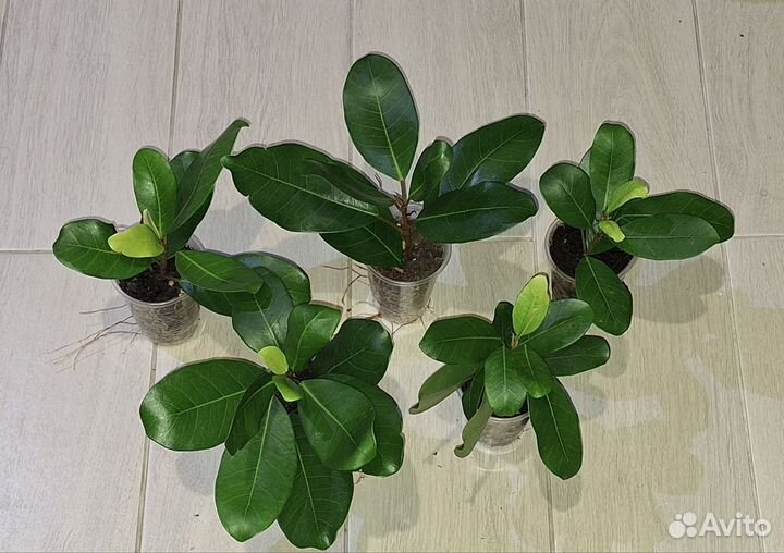 Фикус Наталенсис, почта