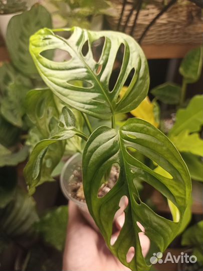 Монстера Манки Маск