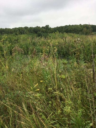 Участок 25 сот. (ИЖС)