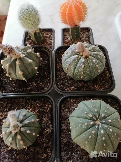 Экзотические растения