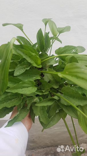 Дримиопсис