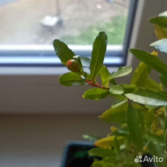 Гранат комнатный