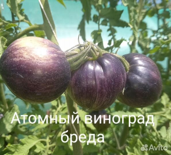 Семена сортовых коллекционных томатов