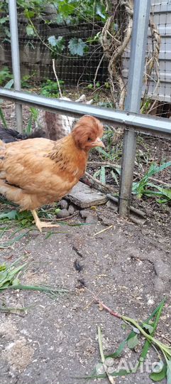 Молодые петушки цыплята