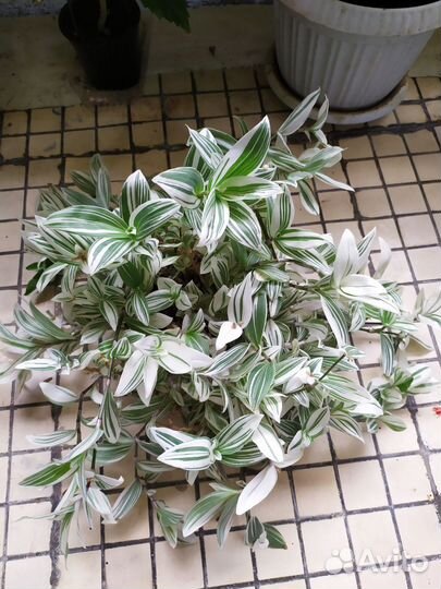 Белая традесканция