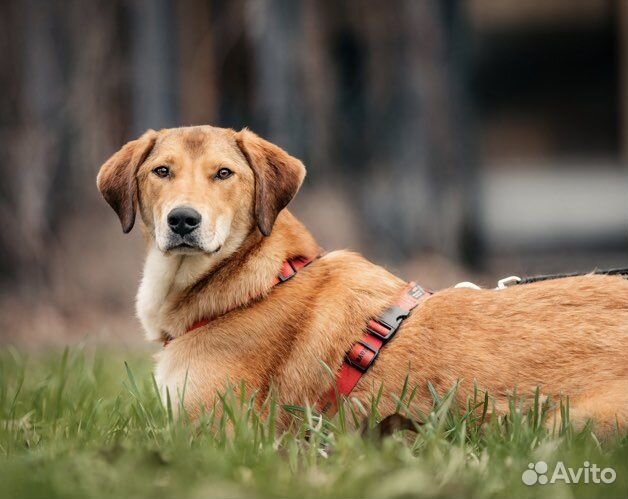 Собака в добрые руки