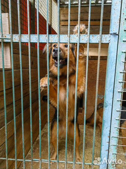 Собака из приюта, не может жить без человека