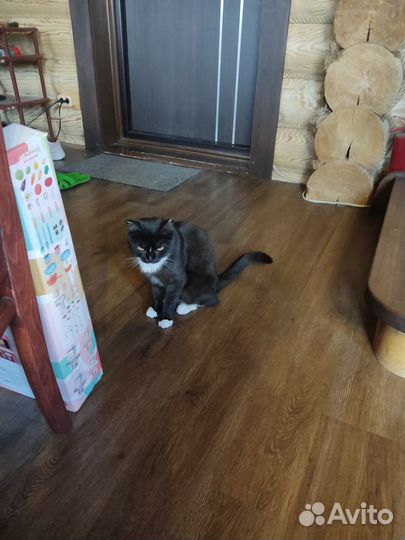 Отдам кошку-мышеловку