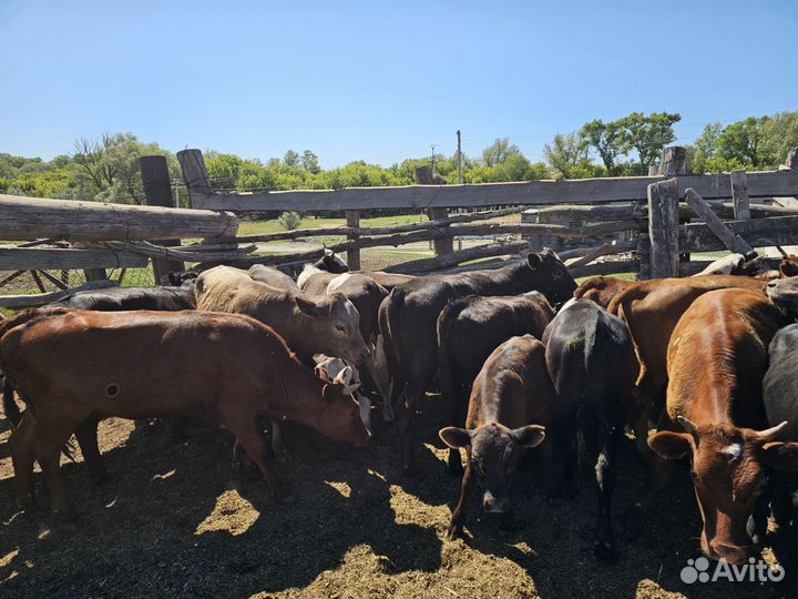 Телки живым весом