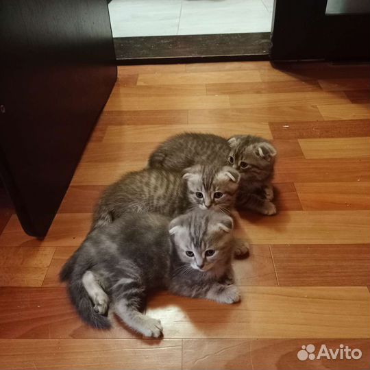 Шотландские котята