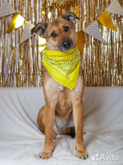 Лакки предали и сдали в приют