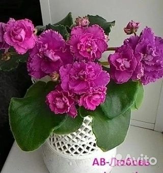 Сортовые фиалки набор