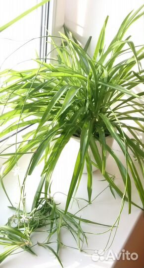 Хлорофитум в горшке-кашпо 2 штуки