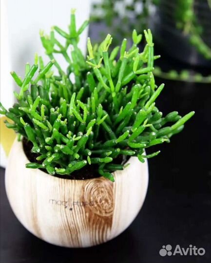 Хатиора (рипсалис)