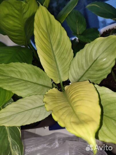 Спатифиллум спилт милк гофра