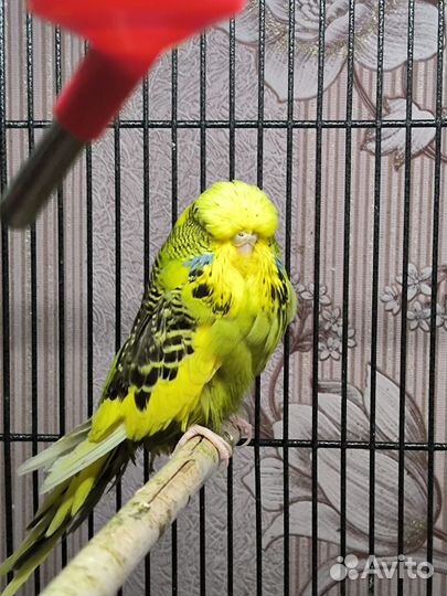 Попугаи чехи, самки, самцы, птенцы