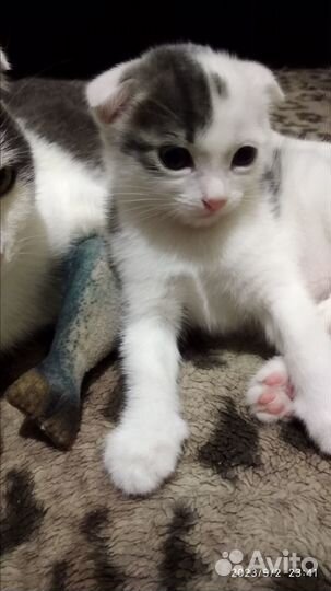 Котенок вислоухий