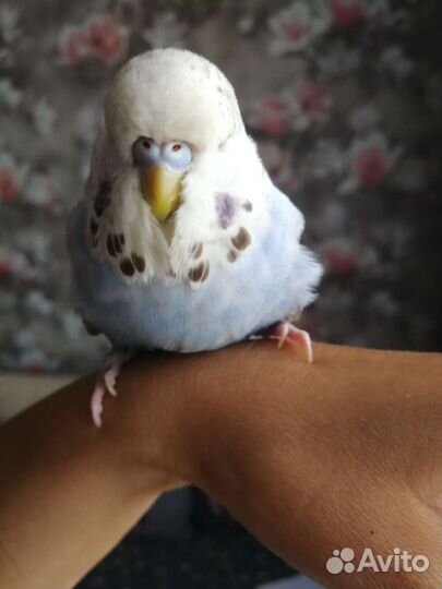 Волнистый попугай ввп чех