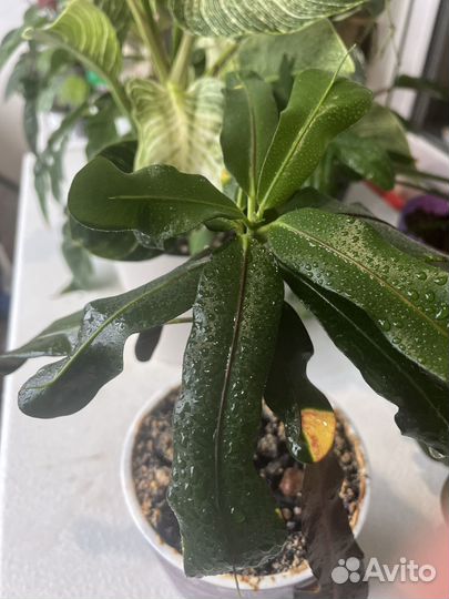 Комнатные растения цветы