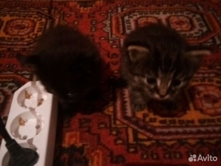 Сибирская кошка бесплатно
