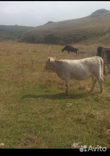 Телята телки