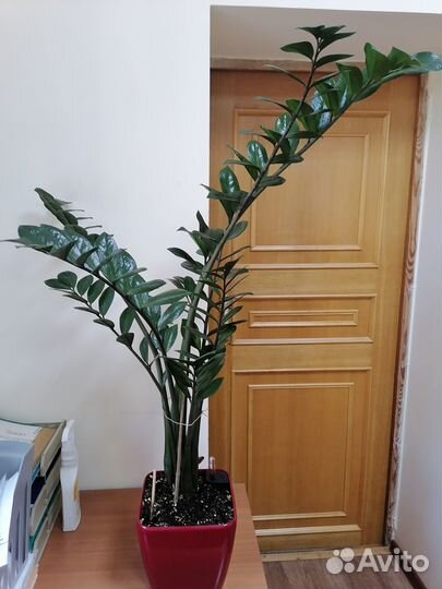 Замиокулькас