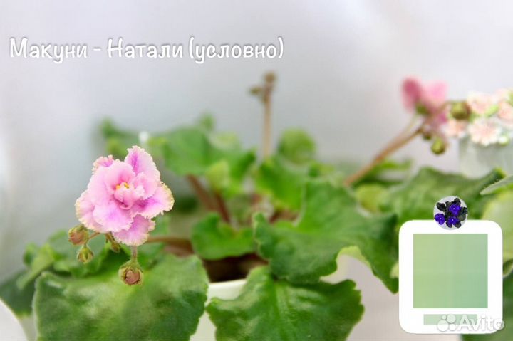 Набор из 3х фиалок