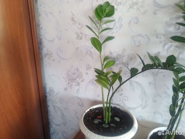 Замиокулькас