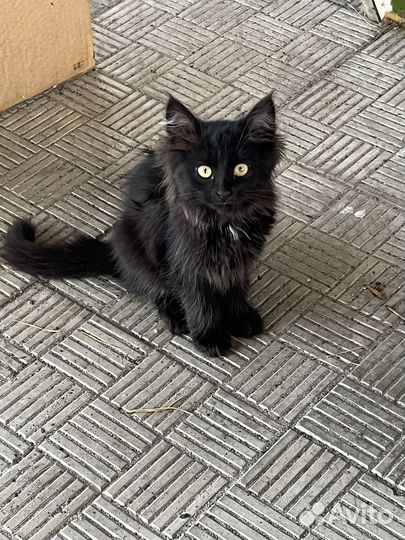 Котята бесплатно