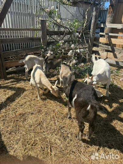 Козы, козлята, козёл на племя