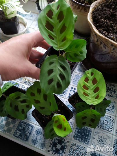 Маранта Керховена