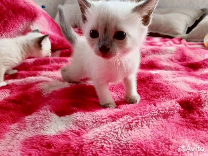 Тайские котята