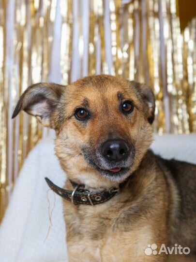 Собака-умница в добрые руки