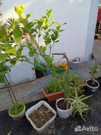 Павловский лимон