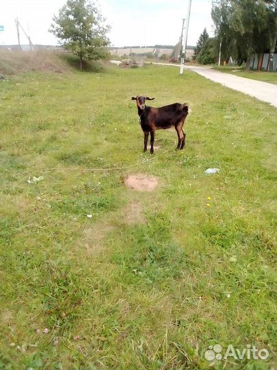 Нубийские козы