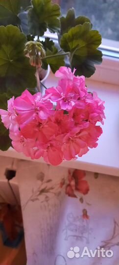 Герань пеларгония