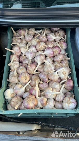 Чеснок Любаша озимый