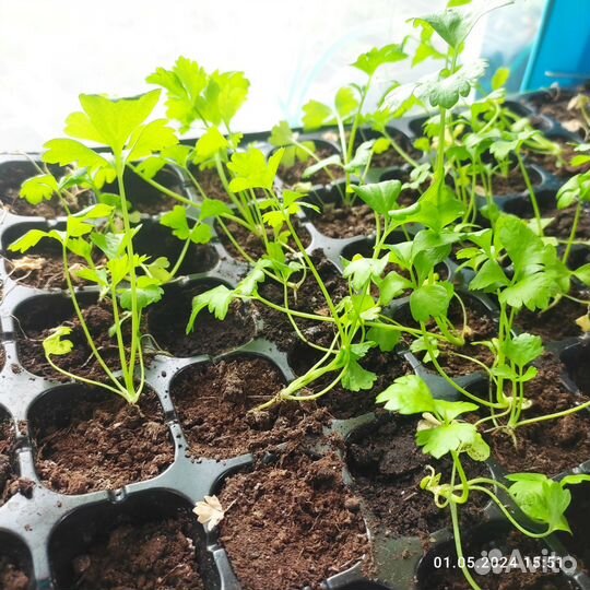Рассада сельдерея