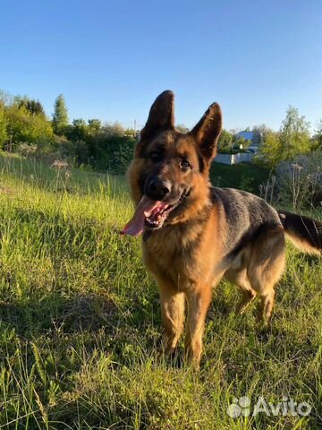 Вязка,случка немецкой овчарки