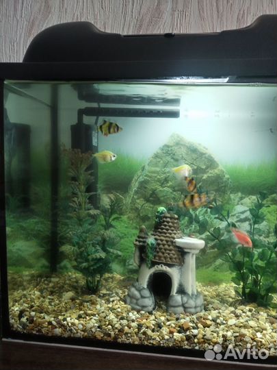 Аквариум 25л с рыбками и всем содержимым