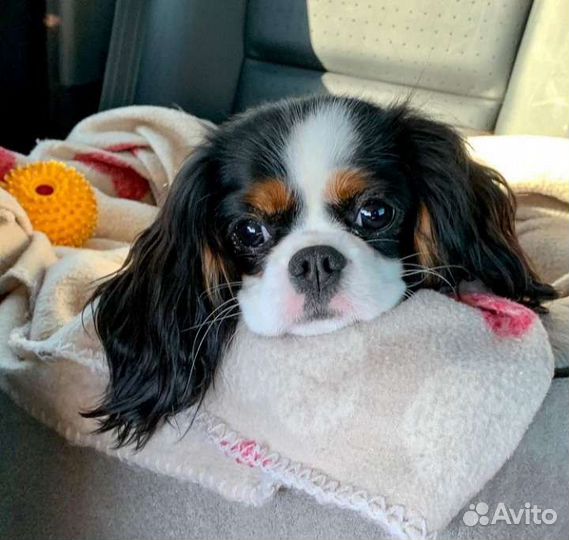 Спаниельки ккчс, кавалерские детки