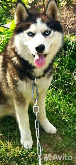 Собака хаски в добрые руки