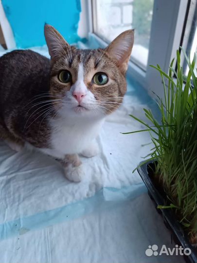 Пристраивается котик в добрые руки