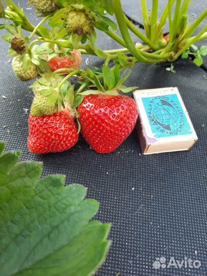 Рассада клубники, клубника, земляника садовая