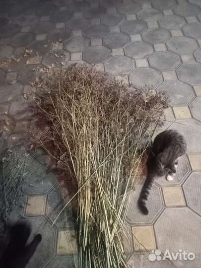 Укроп сушеный