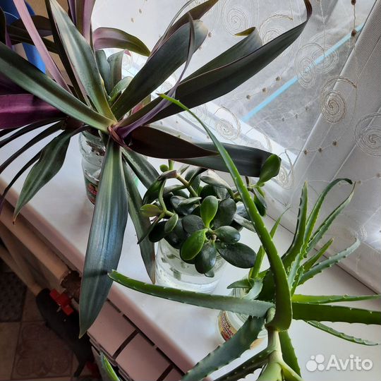 Денежное дерево Толстянка, Алоэ Столетник, Рео Рэо