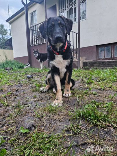 Собака в добрые руки отдам бесплатно