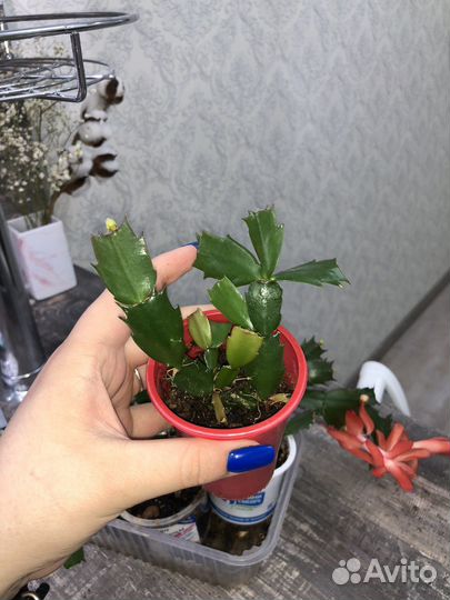 Цветок декабрист оранжевый