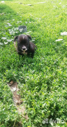 Щенок в добрые руки бесплатно мальчик и девочка